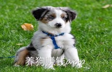 双湖湾养狗真的能赚钱吗？投资回报率如何？