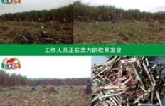 在陕西种植哪种牧草能带来更高的经济效益？