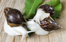 人工露天养殖蜗牛能否带来可观收益？