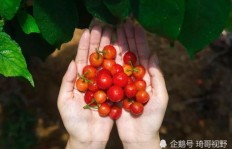 除了当前，哪些月份是水果的黄金季节？哪些美味水果正迎来成熟高峰？