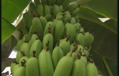 天津地区种植哪种水果最具经济效益？