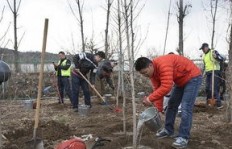 石家庄种植哪种树苗最赚钱？市场前景如何？