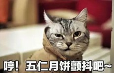 猫咪也能帮你赚钱？快来了解这个新奇的赚钱方式！