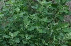 在农村种植哪种草药能带来最高收益？