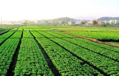在农村发展新农业，种植哪些蔬菜能带来较高经济效益？