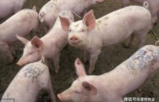 广西容县养猪能否带来可观收益？
