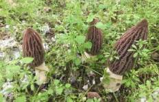山东地区种植羊肚菌能否带来可观的经济收益？