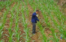 河北农村种植哪种作物最易盈利？农民致富新选择！