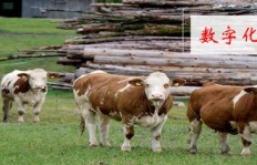 国外养殖业中，哪一领域最具盈利潜力？