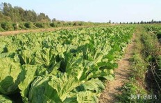 在农村种植哪种大白菜品种最赚钱？