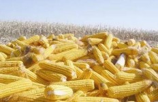 普宁玉米汁加盟真的能带来丰厚收益吗？