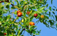 种植枣树周边，哪种作物收益最高？你知道吗？