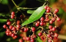 花椒种植能否成为理想的副业选择？
