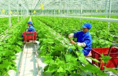 邢台农村种植哪些蔬菜最赚钱？选择哪种作物收益高？