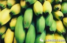 种植香蕉能否带来可观的经济收益？深入探讨其盈利潜力