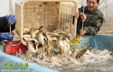 种草养鱼与饲料喂养，哪种方式更赚钱？