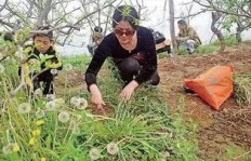 路边卖野菜的老人，能否以此维持生计？