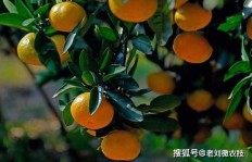 柑橘种植真的能带来高收益吗？如何实现盈利最大化？