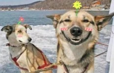 狗狗如何通过旅行实现赚钱？是真的吗？