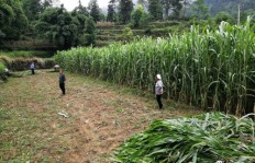 在美国农场种植哪种草能带来丰厚收益？