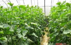 农村包田种植真的能带来可观收入吗？经济效益分析