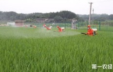 宁夏种植哪种作物最具盈利潜力？