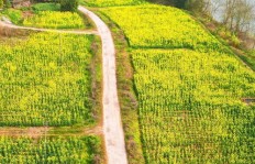 哪种树最适合闲置土地种植以获取高收益？