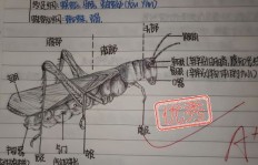 美术生如何在网络上实现创收？有哪些可行的赚钱途径？