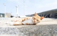 老猫如何开辟副业新天地？成功秘诀大公开！