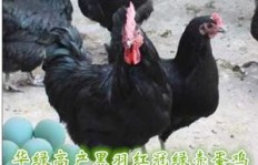 养绿壳蛋鸡真的能带来可观收益吗？值得一试吗？