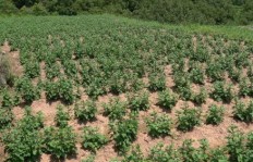 韭菜花种植真的能带来可观收益吗？如何实现盈利？