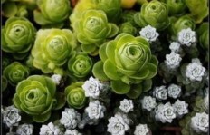 如何有效经营多肉植物实现盈利？