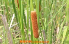 哪种种植药材最具盈利潜力？如何选择高收益药材品种？