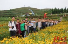 哪种花卉种植在土地上最具经济效益？选择指南解析
