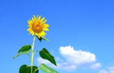 拼多多向日葵助力活动入口究竟在何处？如何快速找到参与方式？