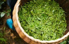 抹茶售价几何？一探究竟，它的价格是否物有所值？