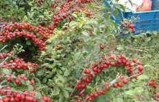 在国外种植哪种果树能带来最高经济效益？