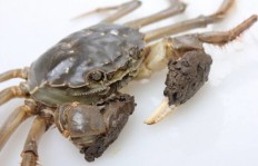 阳澄湖大闸蟹微商真的靠谱吗？他们的货源和品质如何保证？