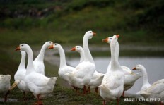 养鸡赚钱还是养鸭更划算？哪种家禽经济效益更高？
