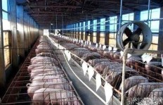 养猪场如何通过合理施肥实现盈利增长？