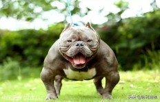 恶霸犬养殖真的能带来可观收益吗？