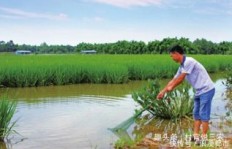黄岭山茶种植能否带来可观收益？值得一试吗？
