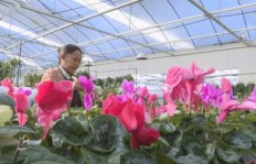 停车场种植哪些花草能带来经济效益？