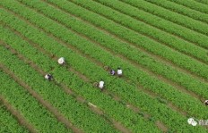 在农村水库种植哪种药材能带来较高经济收益？