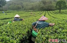 哪里种植茶叶最具盈利潜力？选对地方轻松赚钱！
