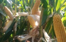 呼和浩特种植特种玉米能否带来可观收益？