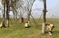 园林修剪工作真的能带来可观的收入吗？知乎上的真实反馈如何？