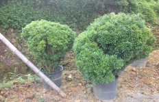 苗圃中哪种植物品种最具盈利潜力？附精美图片展示