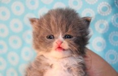 养数百只猫真能盈利吗？你了解其中的赚钱门道吗？
