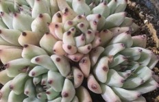 家养多肉植物真的能赚钱吗？新手如何实现盈利？